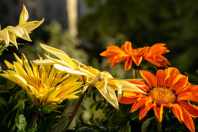Close-up of yellow flowering plant