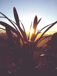 Close-up of plant against sky