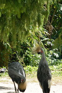 View of birds on field
