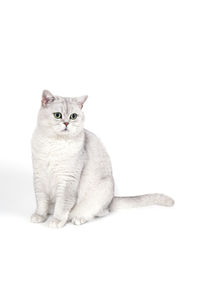 Portrait of cat sitting on floor against white background
