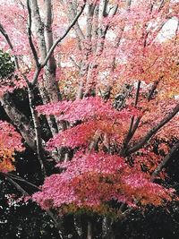 Low angle view of pink flower tree