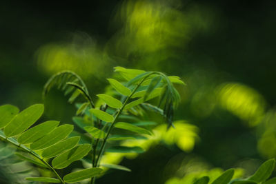 Close-up of green leaves