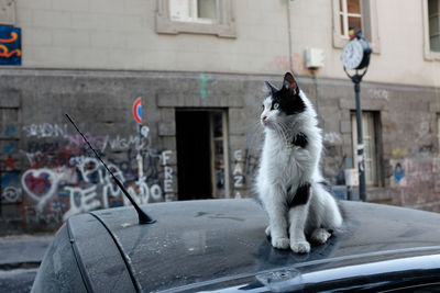 Cat sitting on car