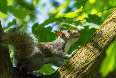 Low angle view of squirrel on tree