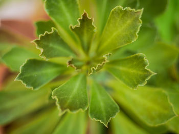 Close-up of green leaves