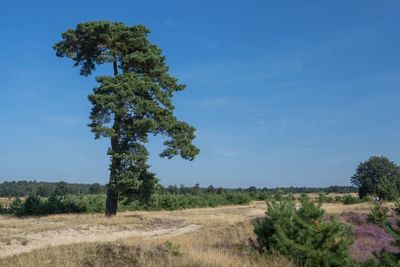 Trees on field against blue sky