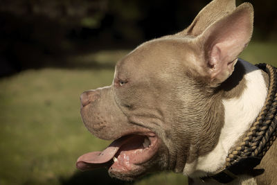 Close-up of a dog looking away