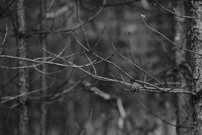 Close-up of bare tree branches in forest