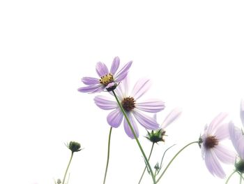 Close-up of purple flowers