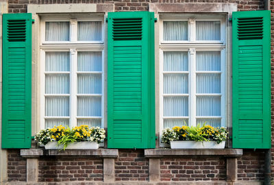 Plants growing outside. colorful green shades on the building in old town of düsseldorf, germany. 