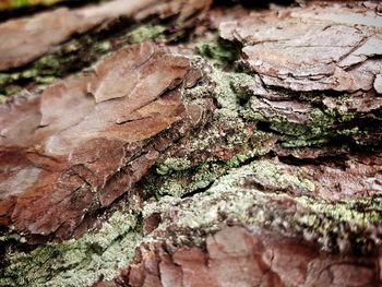 Close-up of tree trunk