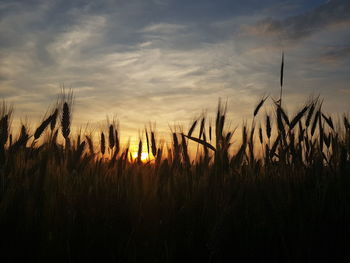 Plants growing on field against sky during sunset