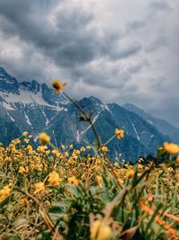 Scenic view of flowering plants on field against cloudy sky