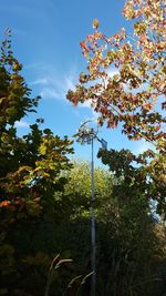 Low angle view of flowering plants against sky