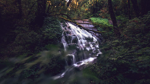 Scenic view of waterfall in forest