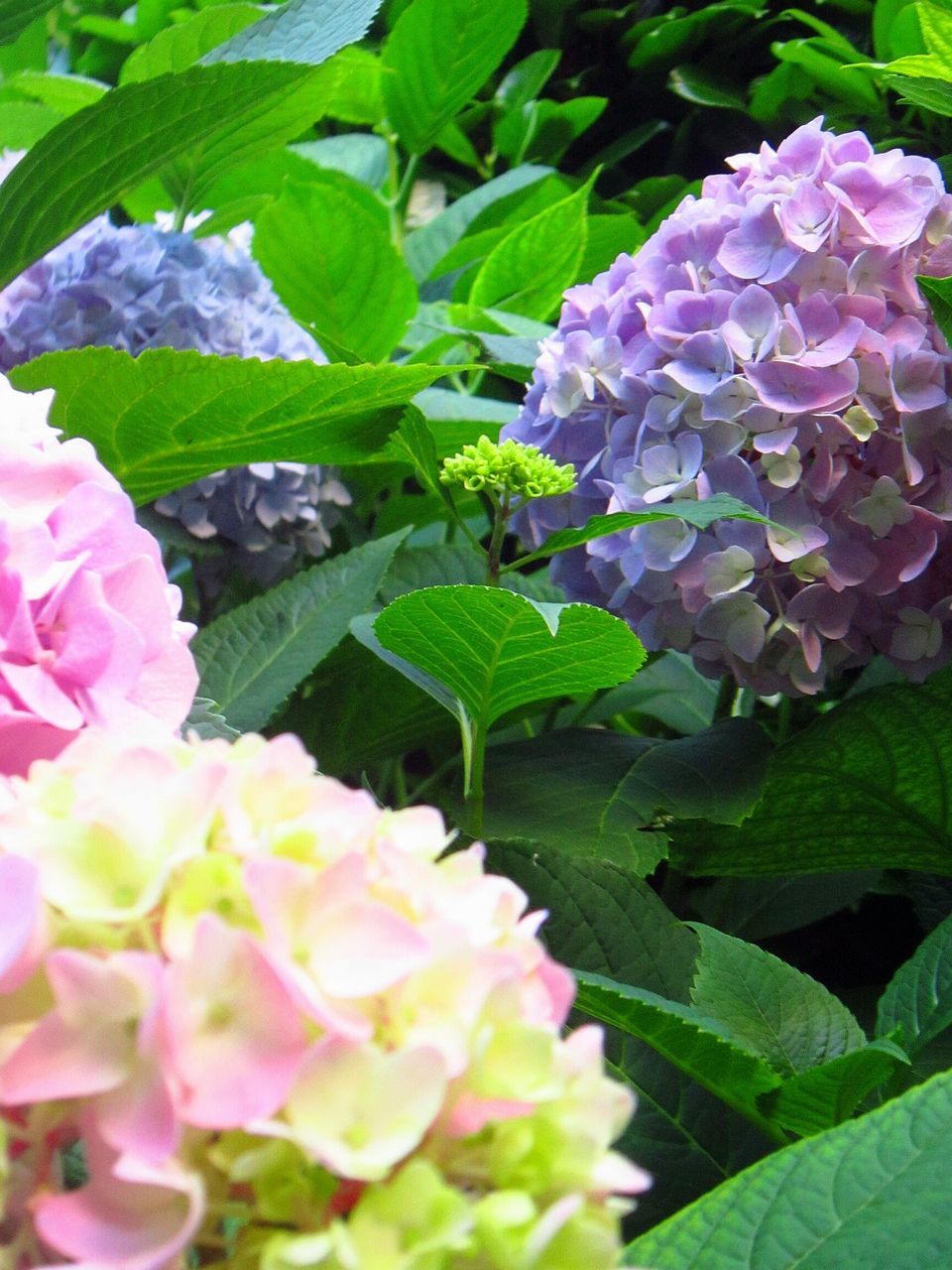 flower, nature, freshness, beauty in nature, fragility, growth, leaf, plant, petal, green color, close-up, flower head, blooming, purple, pink color, day, no people, outdoors