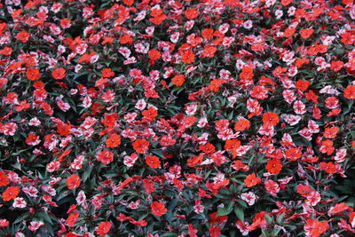 Full frame shot of flowering plants