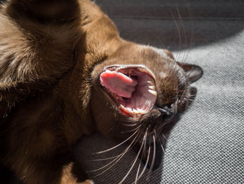 Close-up of cat yawning