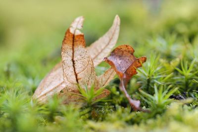 Close-up of mushroom on grass