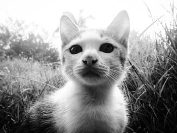 Close-up portrait of a cat