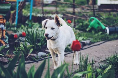 Portrait of dog standing in courtyard 