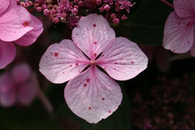 Close-up of pink flower blooming in garden