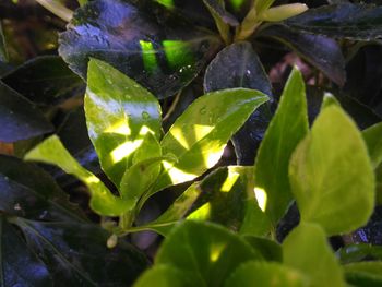 Close-up of wet plant leaves