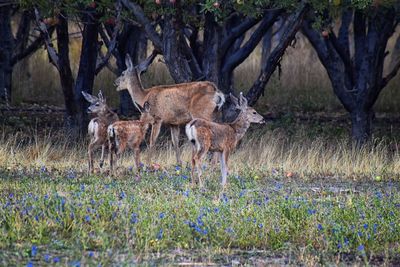 Deer in a field