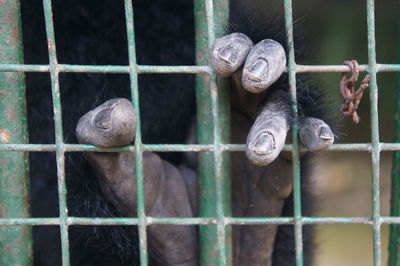 Close-up of monkey in cage at zoo