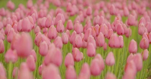 Close-up of pink tulips