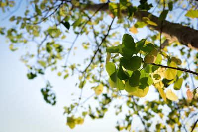 Low angle view of flowering plant against sky