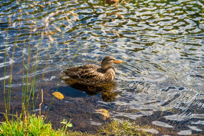 Duck in a lake