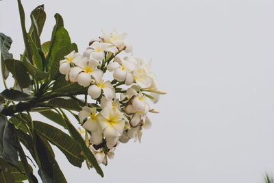 Close-up of white flowering plant