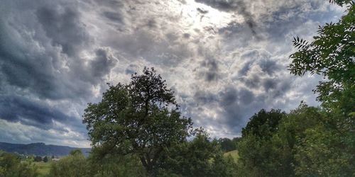 Low angle view of trees against sky