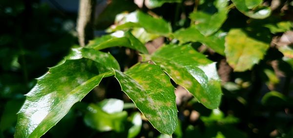 Close-up of green leaves
