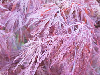 Full frame shot of dry leaves