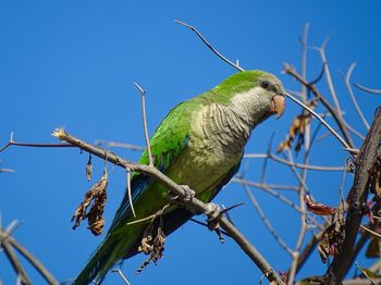 Low angle view of wild parrot perching on branch against blue sky in estepona in spain