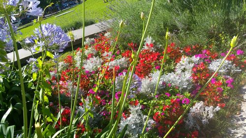 Flowers blooming in greenhouse