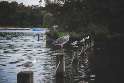 Birds in calm lake