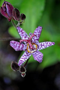 Close-up of flower against blurred background