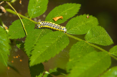 leaf