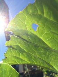 Close-up of green leaves