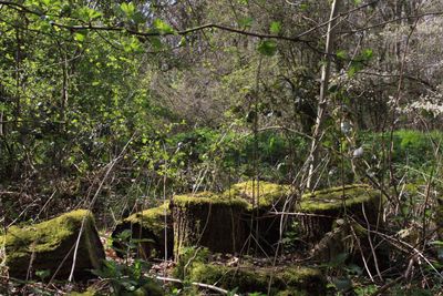 Trees in forest