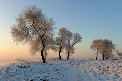 Bare trees on snow covered landscape