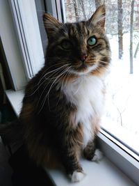 Portrait of cat sitting on window sill