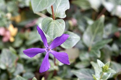 Close-up of purple flowering plant