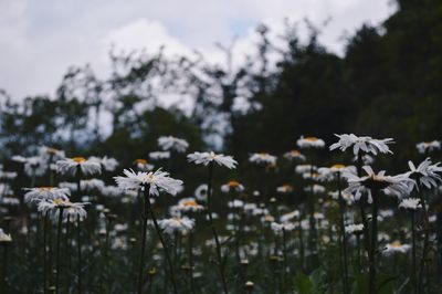 Close-up of white flowers blooming outdoors