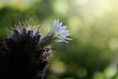 Close-up of white flowering plant