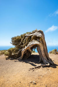 Dead tree on sand against sky