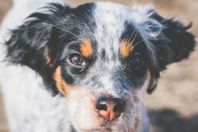 Close-up portrait of black dog